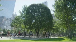 The Survivor Tree and the Glade at Ground Zero