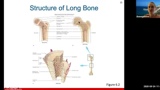 Ch. 6 (Skeletal System Part 1)