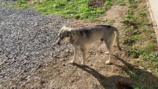 СКУЧАЮ по ЧУЧЕ а с МИТЕЙ начали подкармливать ПИРАТА