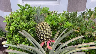 A Pineapple’s 6 Month Journey: From Flower to Fruit