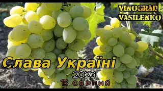 виноград Слава Україні на 15 серпня
