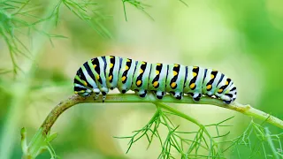 Caterpillars | Bugs