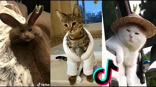 BEST DANK CAT MEMES COMPILATION OF DECEMBER 2020 #2 | Funny Cat Compilation