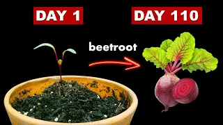 Growing BEETROOT From Seed To Harvest - 110 Days Time Lapse