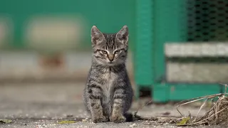 I've never seen such a daring kitten