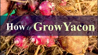 How to Plant Yacon Crowns