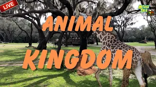 🔴 LIVE: Animal Kingdom Early Morning Stream |  Disney World Live Stream