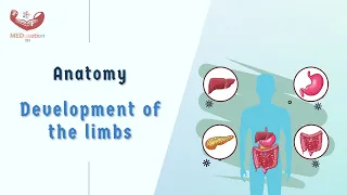 Anatomy- Development of the limbs