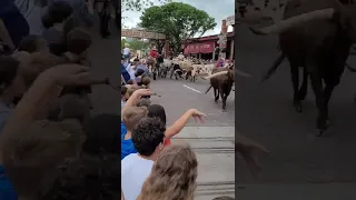 The Fort Worth Stockyards heard, got a little wild! #fortworth #Texas #horse #cattle #farm #rodeo