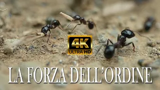 Short Film 4K | Le Formiche Mietitrici - Harvester Ants | La Forza dell'Ordine | Sub ENG