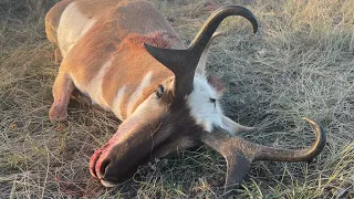 GIANT CUTTERS! Her First Antelope! A Wyoming Antelope Hunt