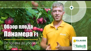 🍅 Панамера F1 | Обзор плода | Высокопроизводительный тепличный томат