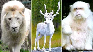 Impresionantes Animales Blancos Que Tendrás Suerte De Ver