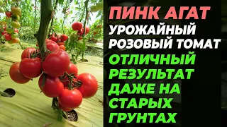 Пинк Агат очень урожайный розовый томат. Отличный результат даже на старых грунтах.