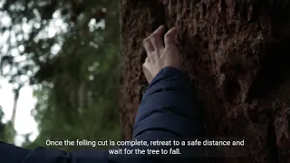 How to Safely Notch a Tree for Direct Felling   Step by Step Guide