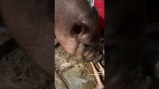 Life with a Pig