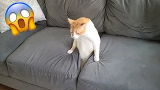 When the cat suddenly crawled out of the sofa like liquid 😹 Try Not To Laugh 🤣