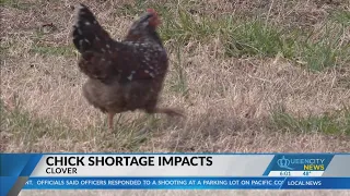 Bird flu, inflation working against Clover chicken seller