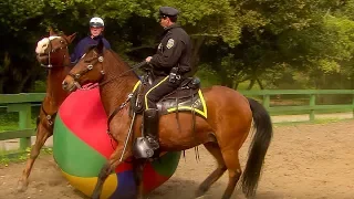 Police Horse Training | Extraordinary Animals | BBC Earth