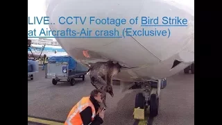 Again Again Bird Strikes hit at different airlines in world(Exclusive) LIVE.. Footage