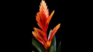 How To Water Bromeliads Properly