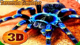 🕷🕸👍Tarantula Simulator 3D - By  WonderAnimals Simulation - iTunes/Android