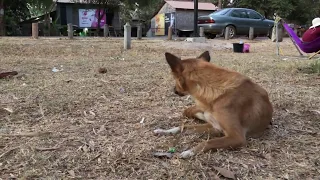 Rural Dogs In Village, Dog Meeting, Street Dogs Feeding!!