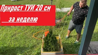 Прирост туи 20 см в неделю это реально.