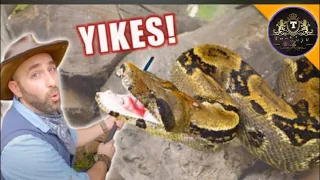 Witness Of Big Angry Snake | Top 10 Venomous Snakes in the World |  Belcher's Sea Snake Venom