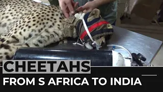 Twelve cheetahs from South Africa begin journey to India