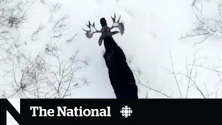 Bull moose shedding its antlers caught on video | The Moment