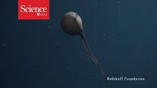 Watch this eel inflate its head like a balloon