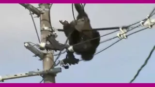chimp, 24 year  escaped from Sendai Yagiyama Zoological Park  climbed up electric pole