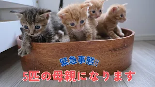 赤ちゃん猫5匹の母になります