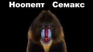 НООПЕПТ СЕМАКС /Мой опыт