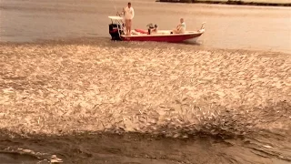 Epic Mullet Migration in Florida