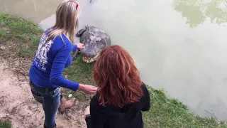 Feeding a Massive Alligator at Gator Country in Texas