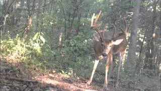 Lucky Buck Trail Cam Collection (Dec. '12)