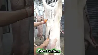 TRADE TEST VIDEO Slaughtering Swine Performed by Rodel D Genita