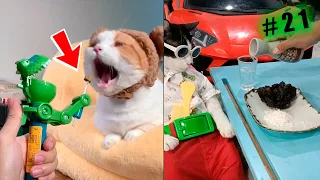 Funny animal videos cats and Dogs 🤣Try not to laugh Challenge! №21