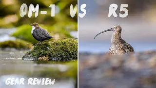 Testing the OM System OM-1 Bird AF (Bird AI AF) |  Hands-On Field Test | Gear Review