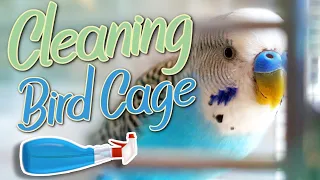 How I Clean My Budgies' Cage