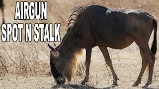 Blue WILDEBEEST Airgun hunt in AFRICA!