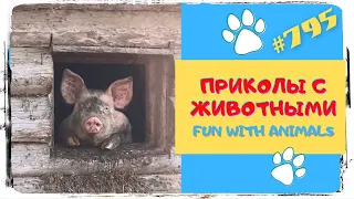 Приколы с Животными 😺 Смешные Животные 😁 Fun with Animals 😹