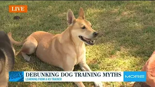 Debunking dog training myths