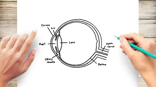 How to Draw Human Eye Diagram Easy Step @ArticcoDrawing