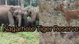 Nagarhole Tiger Reserve | Nanachi Safari | Veeranahosalli Gate | Tiger Sighting | Forest Rest House