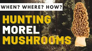 Morel Mushroom Hunting: When and Where to Find Morels in 2024