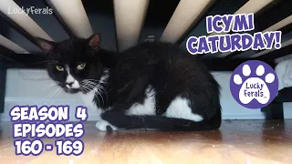 ICYMI Caturday! * Lucky Ferals S4 Episodes 160 - 169 * Cat Videos Compilation