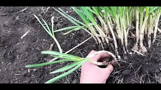 Посадка чеснока рассадой, сегодня ( Ukrainian garlic ) 15 апреля 2021 год